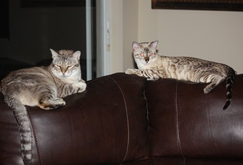 two snow bengals lounging on the couch