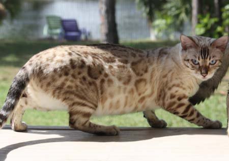 beautiful bengal queen for breeding bengal kittens for sale in florida