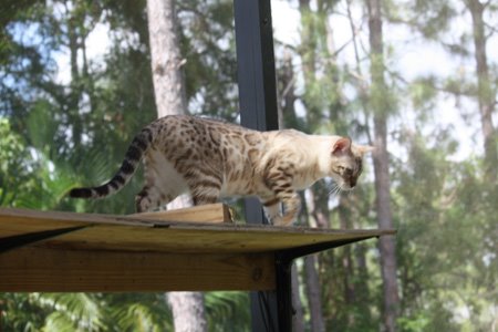 Snow bengal cat