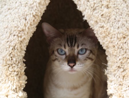 beautiful bengal queen for breeding bengal kittens for sale in florida