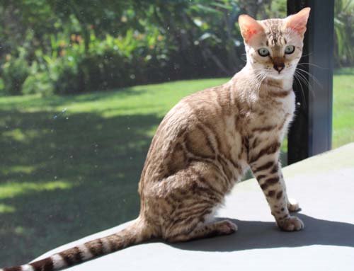 beautiful rosetted mink snow bengal queen for breeding bengal kittens at Zawieco in florida