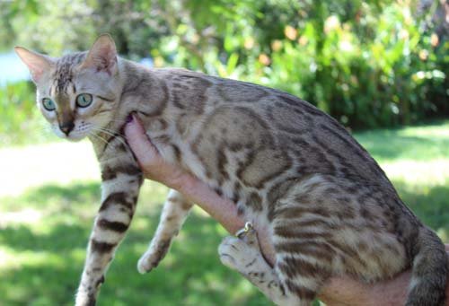 snow mink bengal