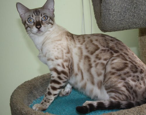 beautiful bengal queen for breeding bengal kittens for sale in florida