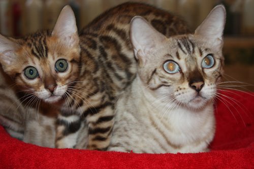 beautiful bengal queen for breeding bengal kittens for sale in florida
