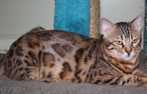 Bengal kittens, ZawieCo Bengal cat breeders, Bengal kittens for sale in Florida, Bengal cats for sale Florida, Bengal cats Florida, bengal kittens Florida, Snow bengals, Charcoal bengals, Charcoal snow bengals