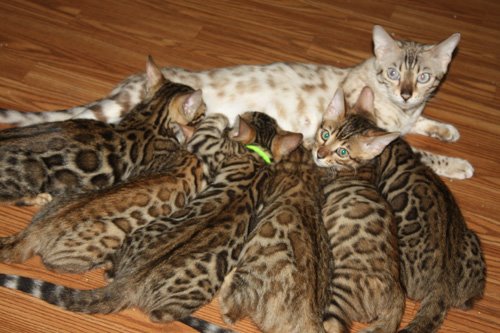 beautiful bengal queen for breeding bengal kittens for sale in florida