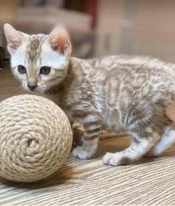 snow bengal kittens