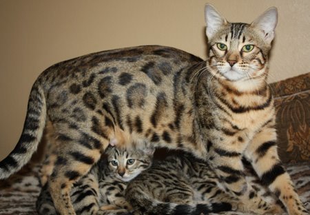 beautiful bengal stud for breeding bengal kittens for sale in florida
