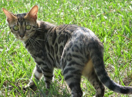 beautiful bengal queen for breeding bengal kittens for sale in florida
