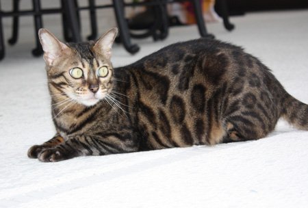 beautiful bengal queen for breeding bengal kittens for sale in florida