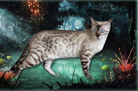 Bengal kittens, ZawieCo Bengal cat breeders, Bengal kittens for sale in Florida, Bengal cats for sale Florida, Bengal cats Florida, bengal kittens Florida, Snow bengals, Charcoal bengals, Charcoal snow bengals