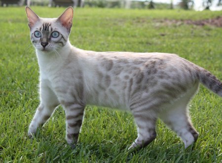 beautiful bengal queen for breeding bengal kittens for sale in florida