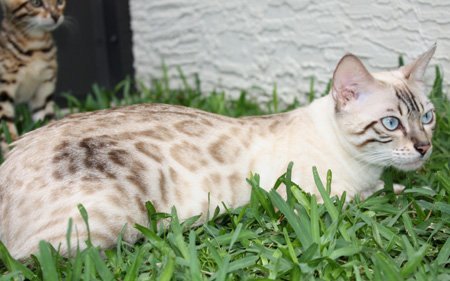 beautiful bengal queen for breeding bengal kittens for sale in florida