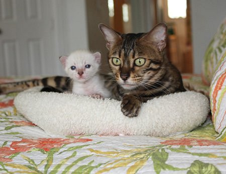 baby bengal kitten divine