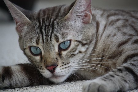 beautiful bengal stud for breeding bengal kittens for sale in florida