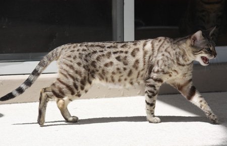 beautiful bengal stud for breeding bengal kittens for sale in florida