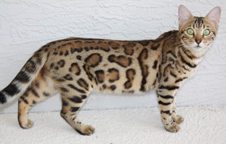Bengal kittens, ZawieCo Bengal cat breeders, Bengal kittens for sale in Florida, Bengal cats for sale Florida, Bengal cats Florida, bengal kittens Florida, Snow bengals, Charcoal bengals, Charcoal snow bengals