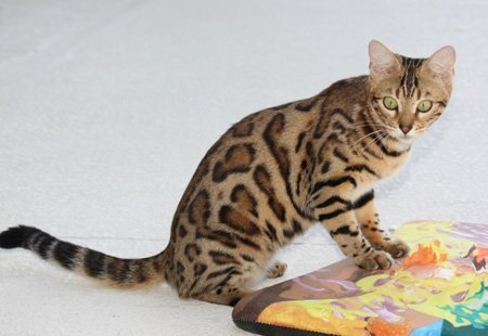 beautiful bengal stud for breeding bengal kittens for sale in florida