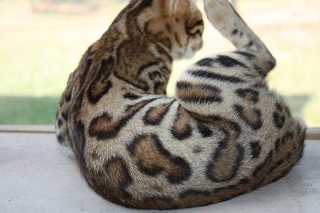 beautiful bengal stud for breeding bengal kittens for sale in florida
