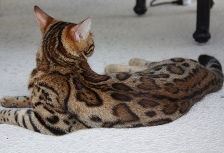 beautiful bengal stud for breeding bengal kittens for sale in florida
