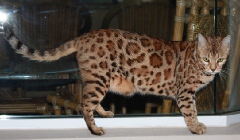 Bengal kittens, ZawieCo Bengal cat breeders, Bengal kittens for sale in Florida, Bengal cats for sale Florida, Bengal cats Florida, bengal kittens Florida, Snow bengals, Charcoal bengals, Charcoal snow bengals