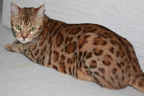 beautiful bengal queen for breeding bengal kittens for sale in florida