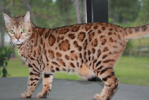 beautiful bengal queen for breeding bengal kittens for sale in florida