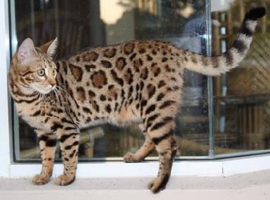 beautiful bengal queen for breeding bengal kittens for sale in florida