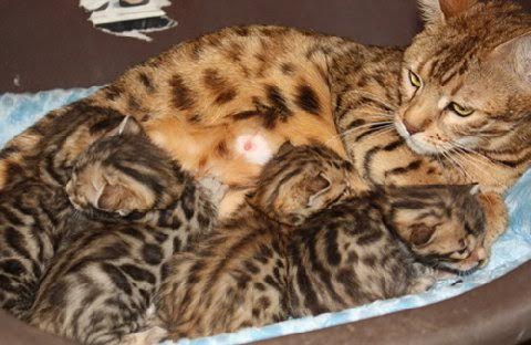 beautiful bengal queen for breeding bengal kittens for sale in florida