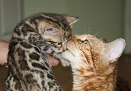 beautiful bengal queen for breeding bengal kittens for sale in florida