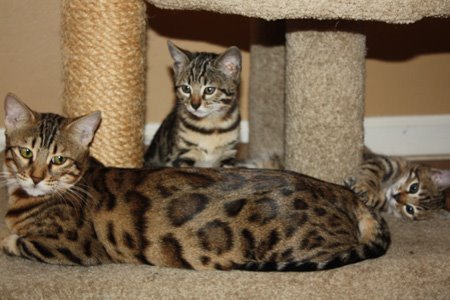 beautiful bengal stud for breeding bengal kittens for sale in florida
