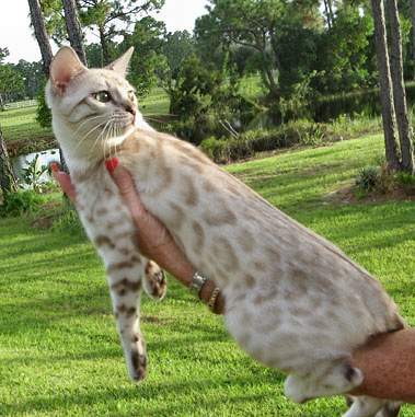 beautiful bengal queen for breeding bengal kittens for sale in florida
