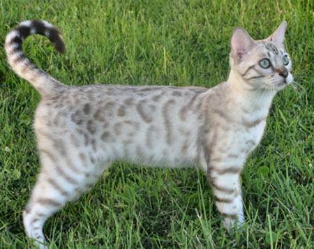 snow Bengal cat breeder in Florida