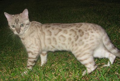 beautiful bengal queen for breeding bengal kittens for sale in florida
