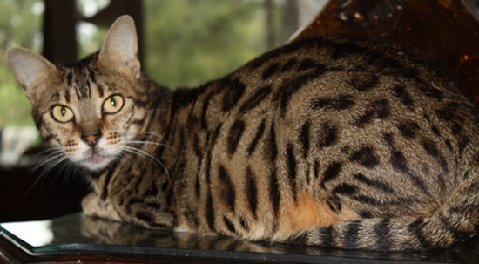 Bengal breeder queen Star