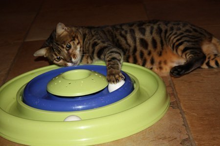 Bengal breeder queen Star