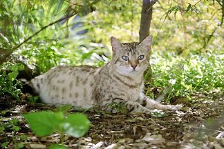 Bengal cat breeder in Florida