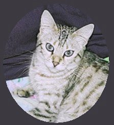 Bengal cat breeder in Florida