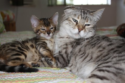 Bengal cat breeder in Florida