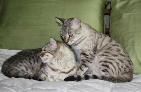 Bengal cat breeder in Florida