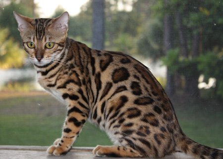 Bengal kittens, ZawieCo Bengal cat breeders, Bengal kittens for sale in Florida, Bengal cats for sale Florida, Bengal cats Florida, bengal kittens Florida, Snow bengals, Charcoal bengals, Charcoal snow bengals